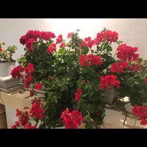 Meet your Posher, Alexandra